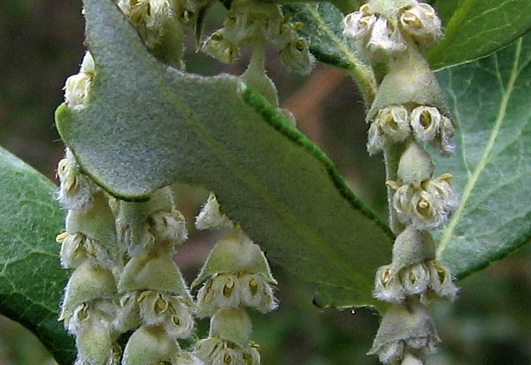 Detailed Picture 1 of Silk-tassel Bush