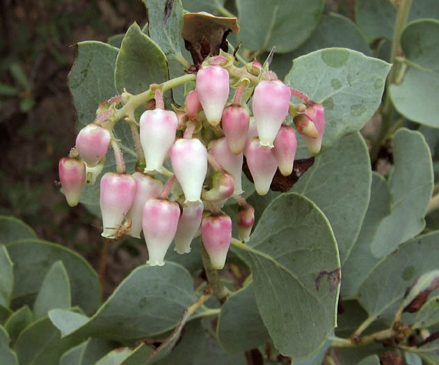 Detailed Picture 1 of Bigberry Manzanita