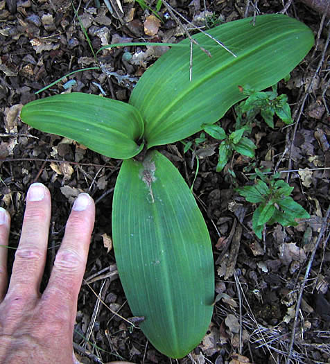 Detailed Picture 7 of Denseflower Rein Orchid