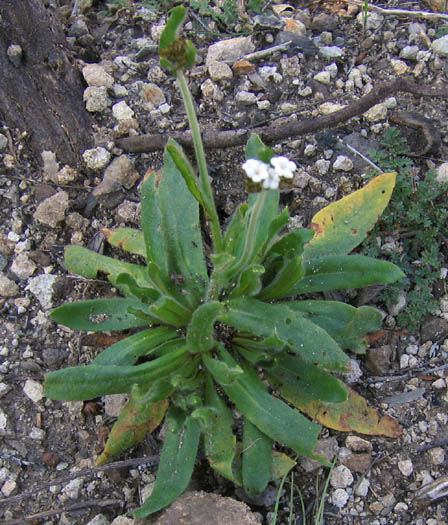 Detailed Picture 2 of Popcorn Flower