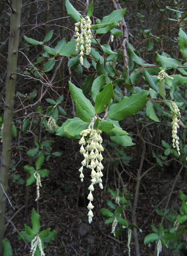 Detailed Picture 5 of Silk-tassel Bush