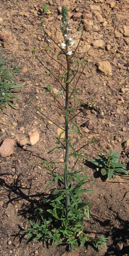 Detailed Picture 6 of White Snapdragon