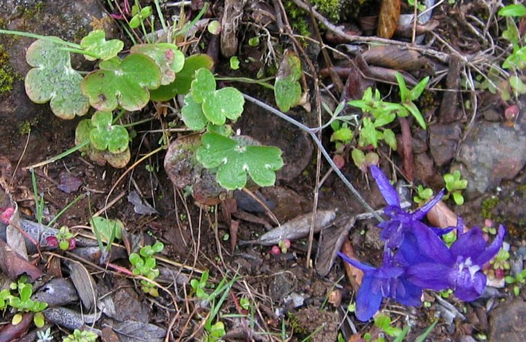 Detailed Picture 6 of Blue Larkspur