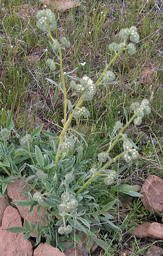 Detailed Picture 6 of Mountain Phacelia