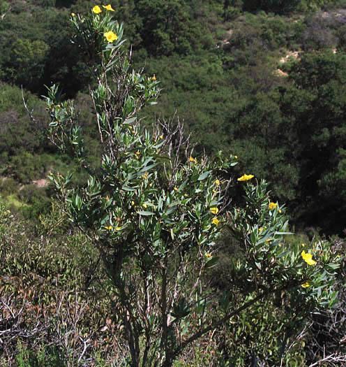 Detailed Picture 6 of Tree Poppy