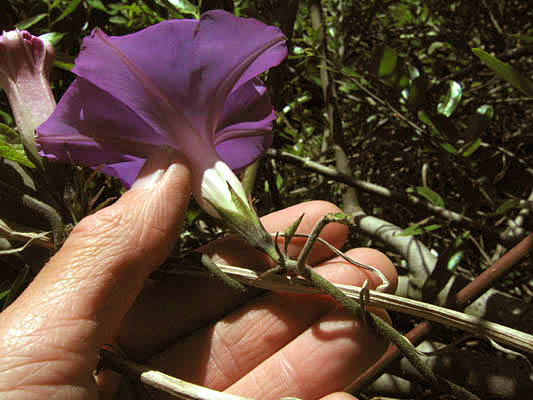 Detailed Picture 1 of Morning Glory