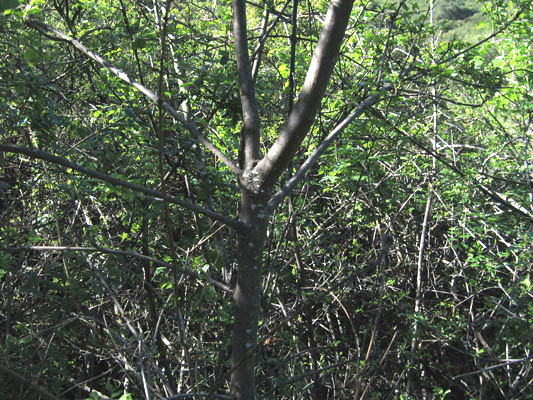 Detailed Picture 6 of Chaparral Flowering Ash