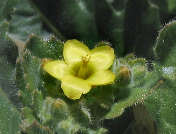 Detailed Picture 2 of Stick-leaf