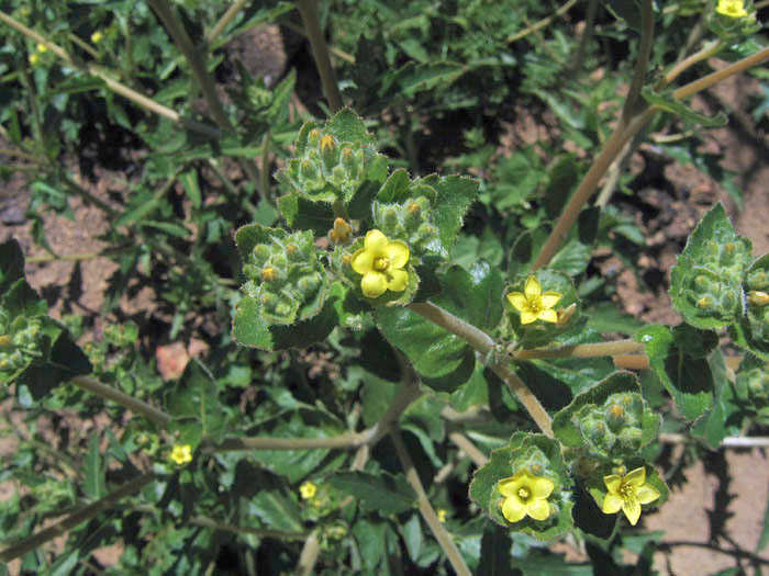 Detailed Picture 5 of Stick-leaf