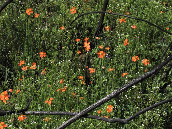 Detailed Picture 6 of Fire Poppy