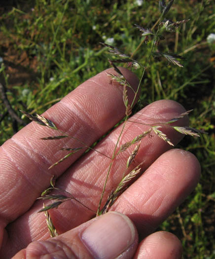 Detailed Picture 2 of Secund Bluegrass