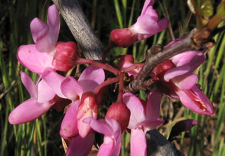 Detailed Picture 1 of Western Redbud