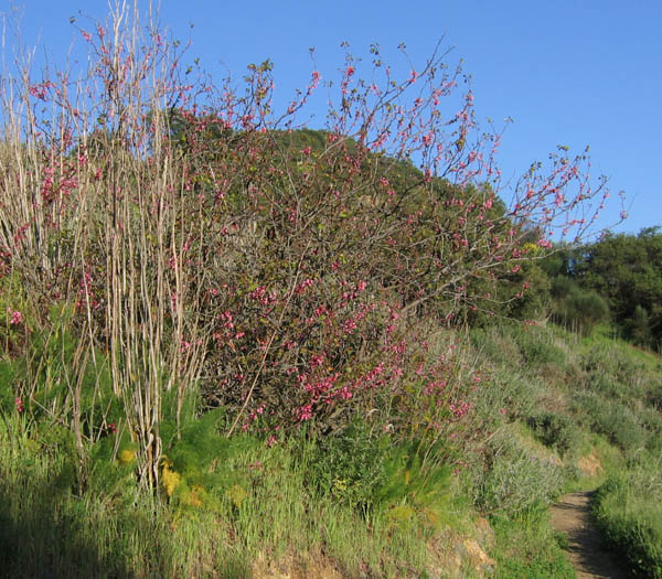 Detailed Picture 4 of Western Redbud