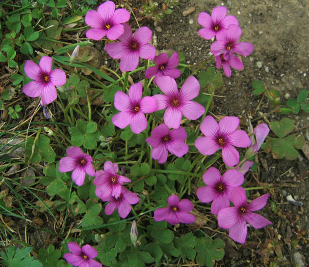 Detailed Picture 2 of Rose Oxalis