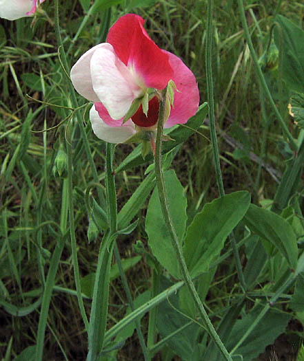 Detailed Picture 2 of Sweet Pea