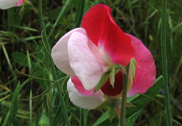 Detailed Picture 1 of Sweet Pea