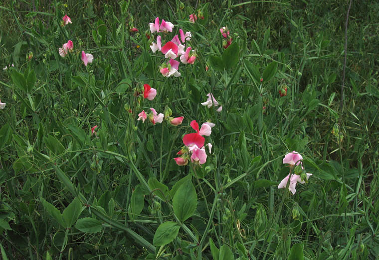 Detailed Picture 3 of Sweet Pea