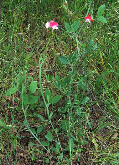 Detailed Picture 4 of Sweet Pea