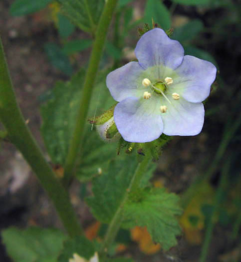 Detailed Picture 3 of Sticky Phacelia