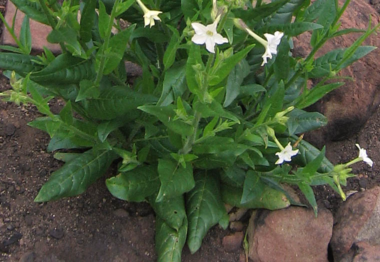 Detailed Picture 5 of Bigelow's Tobacco