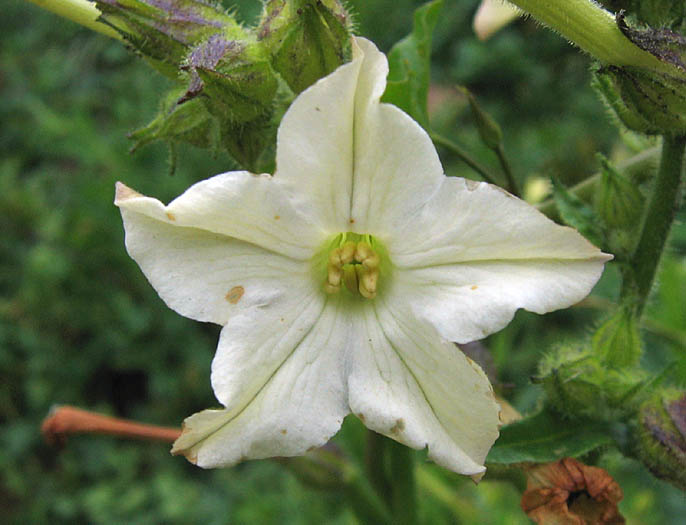 Detailed Picture 1 of Bigelow's Tobacco
