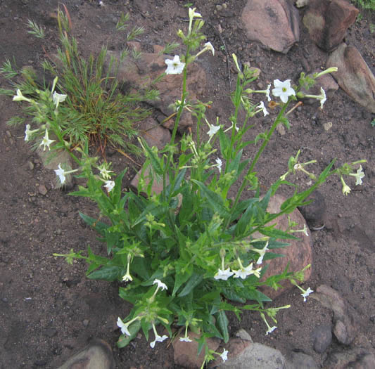 Detailed Picture 4 of Bigelow's Tobacco