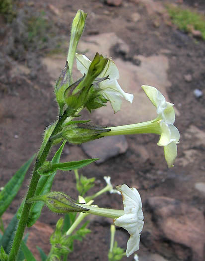 Detailed Picture 3 of Bigelow's Tobacco