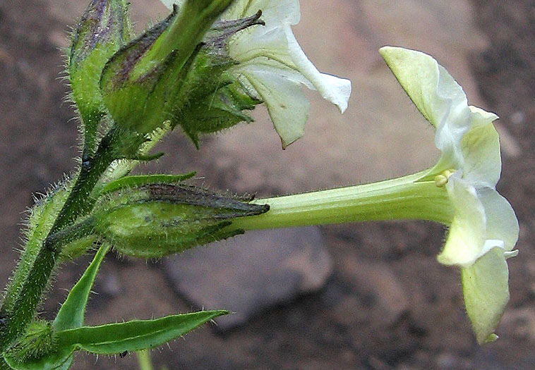 Detailed Picture 2 of Bigelow's Tobacco