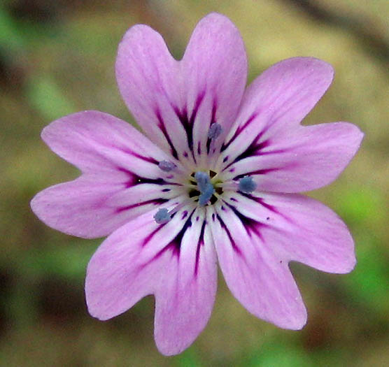 Detailed Picture 1 of Hairypink