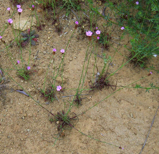 Detailed Picture 4 of Hairypink