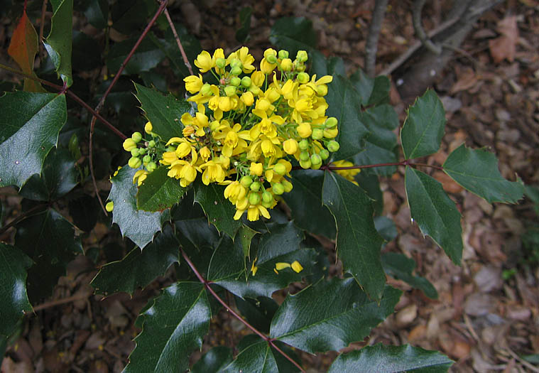 Detailed Picture 5 of California Barberry