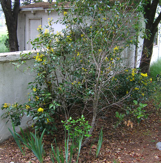 Detailed Picture 7 of California Barberry