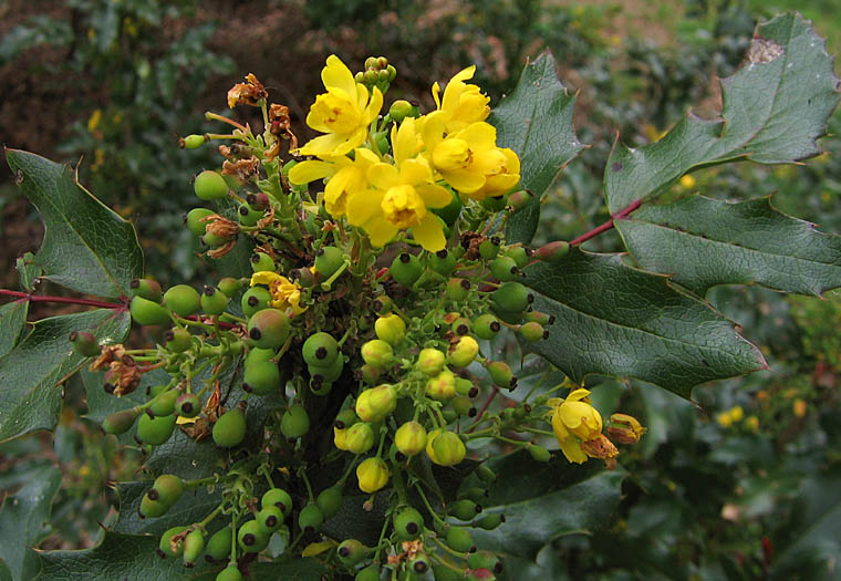Detailed Picture 6 of California Barberry