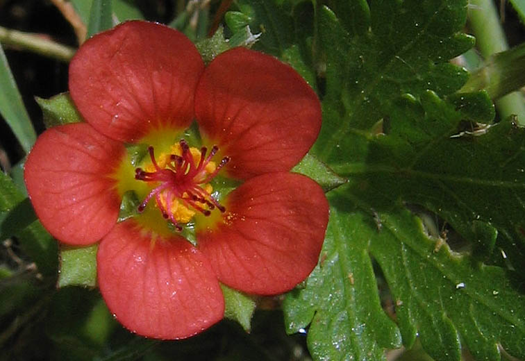 Detailed Picture 1 of Bristly Mallow
