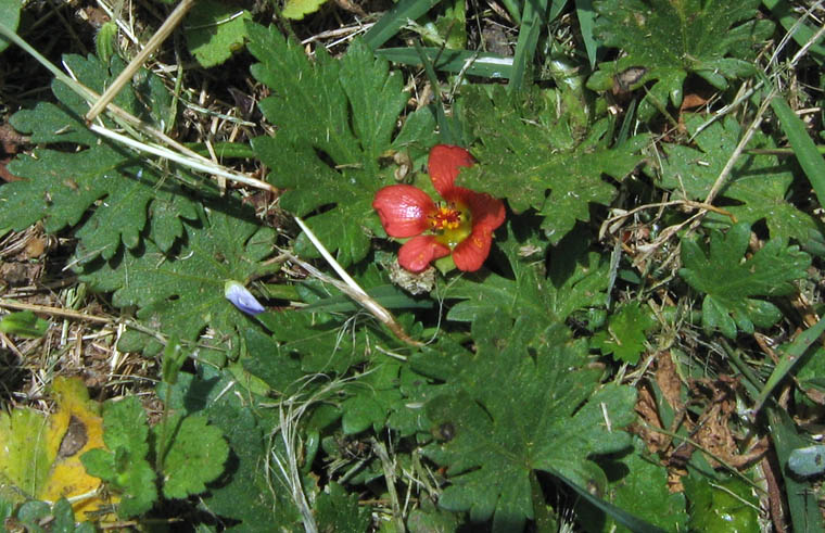 Detailed Picture 4 of Bristly Mallow