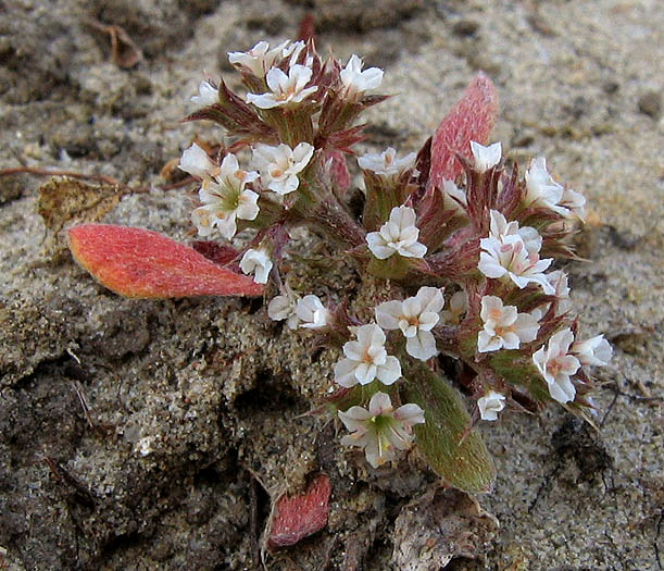 Detailed Picture 1 of San Fernando Valley Spineflower