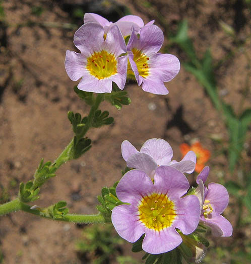 Detailed Picture 1 of Yellow-throated Phacelia