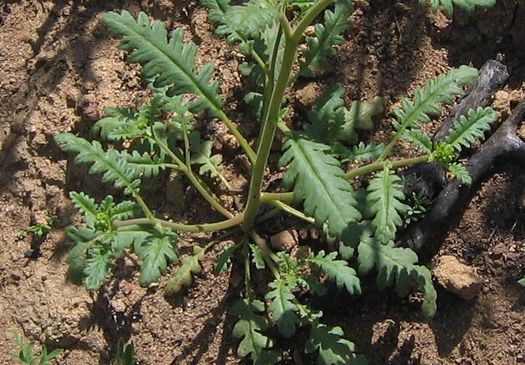 Detailed Picture 5 of Yellow-throated Phacelia