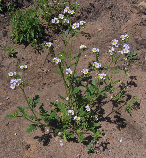 Detailed Picture 4 of Yellow-throated Phacelia