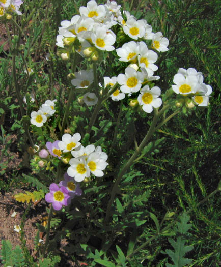 Detailed Picture 3 of Yellow-throated Phacelia