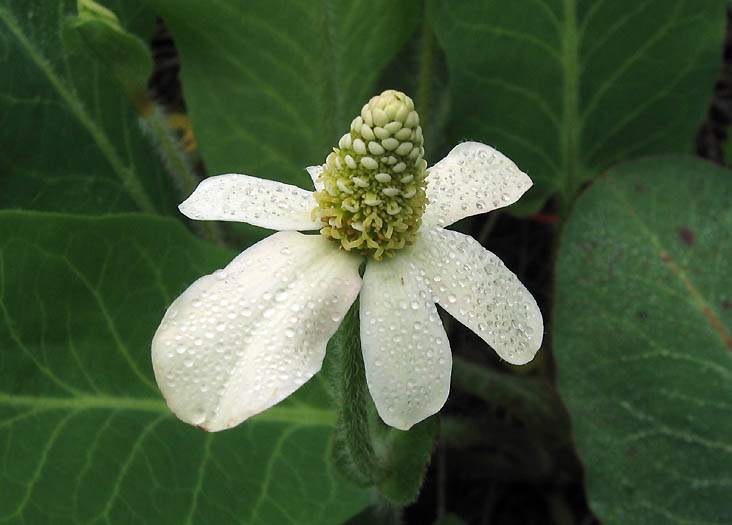 Detailed Picture 1 of Yerba Mansa