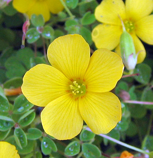 Detailed Picture 1 of Oxalis