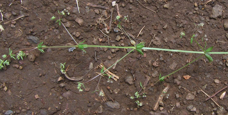 Detailed Picture 6 of Wall Bedstraw