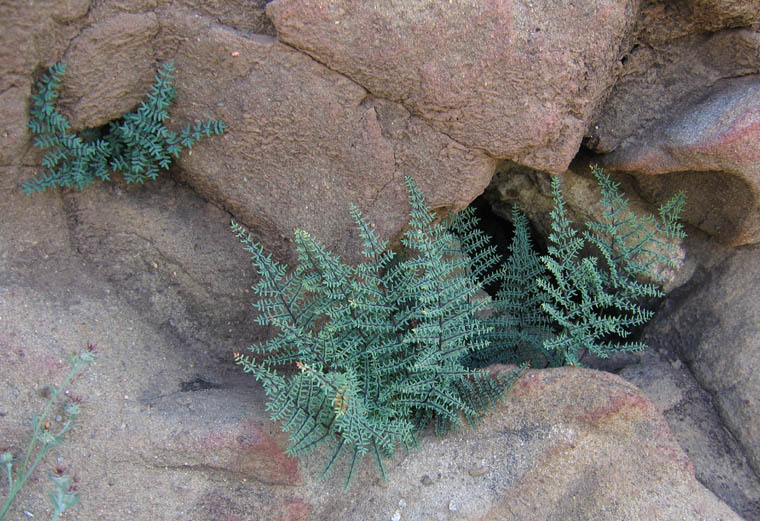 Detailed Picture 2 of Bird's-foot Fern