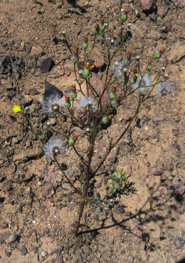 Detailed Picture 4 of Annual Malacothrix