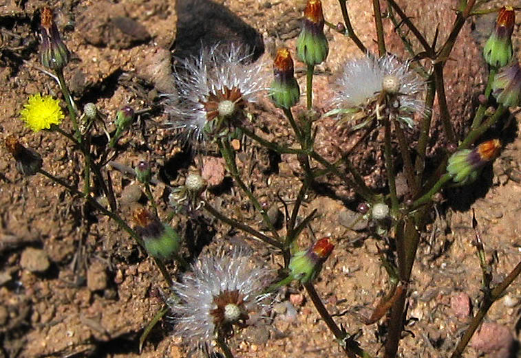Detailed Picture 3 of Annual Malacothrix