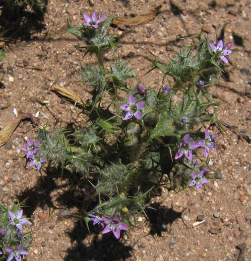 Detailed Picture 2 of Hooked Navarretia