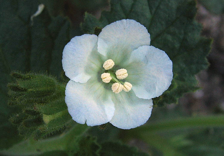 Detailed Picture 4 of Sticky Phacelia