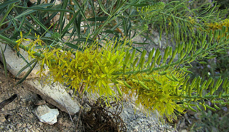 Detailed Picture 3 of Golden Prince's Plume