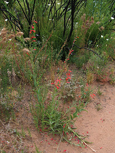 Detailed Picture 6 of Scarlet Bugler